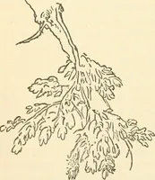 An illustration from Art culture: a hand-book of art technicalities and criticisms (1873)
