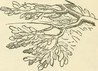 An illustration from Art culture: a hand-book of art technicalities and criticisms (1873)