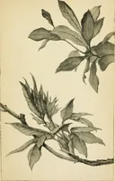 An illustration from Art culture: a hand-book of art technicalities and criticisms (1873)