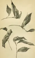 An illustration from Art culture: a hand-book of art technicalities and criticisms (1873)