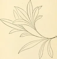 An illustration from Art culture: a hand-book of art technicalities and criticisms (1873)