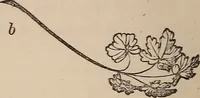 Picture 17 of 62 from Art culture : a hand-book of art technicalities and criticisms (1873), leaf 107
