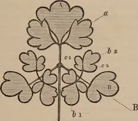Picture 23 of 62 from Art culture : a hand-book of art technicalities and criticisms (1873), leaf 114