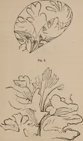 Picture 30 of 62 from Art culture : a hand-book of art technicalities and criticisms (1873), leaf 288