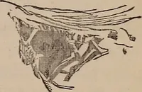 Picture 35 of 62 from Art culture : a hand-book of art technicalities and criticisms (1873), leaf 308