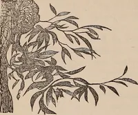 Picture 36 of 62 from Art culture : a hand-book of art technicalities and criticisms (1873), leaf 317