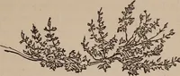An illustration from Art culture : a hand-book of art technicalities and criticisms (1873)