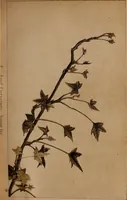 Picture 8 of 62 from Art culture : a hand-book of art technicalities and criticisms (1873), leaf 82