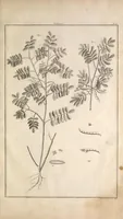 An illustration from L'art de l'indigotier (1770)