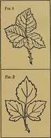 An illustration from Art embroidery: a treatise on the revived practice of decorative needlework (1878)