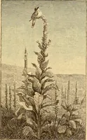 Picture 63 of 104 from Art in America : a critical and historical sketch (1880), leaf 132