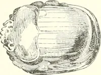 An illustration from A history of art in ancient Egypt (1883)