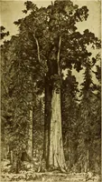 An illustration from Art in California : a survey of American art with special reference to Californian painting, sculpture and architecture past and present, particularly as those arts were represented at the Panama-Pacific International Exposition : being essays and articles by the following contributors (1916)