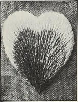 An illustration from Art in needlework; a book about embroidery (1900)