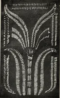 An illustration from Art in needlework; a book about embroidery (1900)