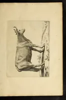 Picture 30 of 34 from Artis Apelleae : liber hic, studiosa juventus, aptata ingenio fert rudimenta tuo : hos duce carpe viam, membratim tota figura discitur, his gradibus scandere ad alta dabit (1650), leaf 309