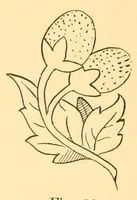 Picture 2 of 18 from Artistic embroidery; containing practical instructions in the ornamental branches of needlework (1880), leaf 18