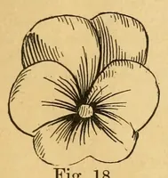 Picture 3 of 18 from Artistic embroidery; containing practical instructions in the ornamental branches of needlework (1880), leaf 29