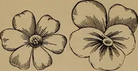 An illustration from Artistic embroidery : containing practical instructions in the ornamental branches of needlework (1880)