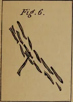 An illustration from Artistic embroidery : containing practical instructions in the ornamental branches of needlework (1880)