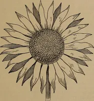 An illustration from Artistic embroidery : containing practical instructions in the ornamental branches of needlework (1880)