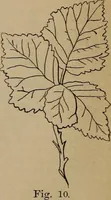 An illustration from Artistic embroidery : containing practical instructions in the ornamental branches of needlework (1880)