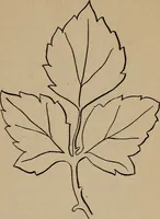 An illustration from Artistic embroidery : containing practical instructions in the ornamental branches of needlework (1880)