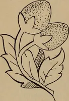 An illustration from Artistic embroidery : containing practical instructions in the ornamental branches of needlework (1880)