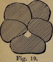 Picture 17 of 113 from Artistic embroidery : containing practical instructions in the ornamental branches of needlework (1880), leaf 28