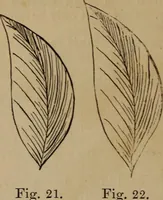 An illustration from Artistic embroidery : containing practical instructions in the ornamental branches of needlework (1880)