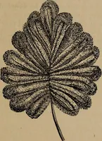 An illustration from Artistic embroidery : containing practical instructions in the ornamental branches of needlework (1880)