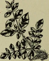 An illustration from Artistic Japan : illustrations and essays (1881)