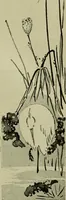 An illustration from Artistic Japan : illustrations and essays (1881)