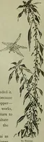 An illustration from Artistic Japan : illustrations and essays (1881)