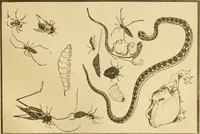 An illustration from Artistic Japan : illustrations and essays (1881)