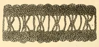 An illustration from Art needlework (1893)