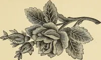 An illustration from Art needlework. A complete manual of embroidery in silks and crewels, with full instructions as to stitches, materials, and implements. Containing also a large number of original designs and a handsome coloured design for crewel work (1882)