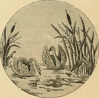 An illustration from Art needlework. A complete manual of embroidery in silks and crewels, with full instructions as to stitches, materials, and implements. Containing also a large number of original designs and a handsome coloured design for crewel work (1882)