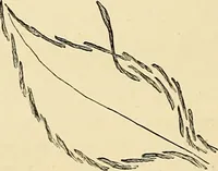 An illustration from Art needlework. A complete manual of embroidery in silks and crewels, with full instructions as to stitches, materials, and implements. Containing also a large number of original designs and a handsome coloured design for crewel work (1882)