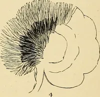 An illustration from Art needlework. A complete manual of embroidery in silks and crewels, with full instructions as to stitches, materials, and implements. Containing also a large number of original designs and a handsome coloured design for crewel work (1882)