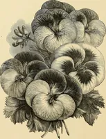 An illustration from Art needlework. A complete manual of embroidery in silks and crewels, with full instructions as to stitches, materials, and implements. Containing also a large number of original designs and a handsome coloured design for crewel work (1882)