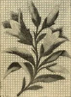 An illustration from Art needlework. A complete manual of embroidery in silks and crewels, with full instructions as to stitches, materials, and implements. Containing also a large number of original designs and a handsome coloured design for crewel work (1882)