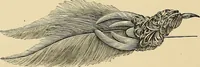 An illustration from Art needlework. A complete manual of embroidery in silks and crewels, with full instructions as to stitches, materials, and implements. Containing also a large number of original designs and a handsome coloured design for crewel work (1882)