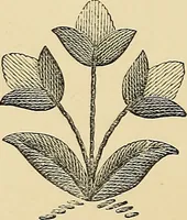 An illustration from Art needlework. A complete manual of embroidery in silks and crewels, with full instructions as to stitches, materials, and implements. Containing also a large number of original designs and a handsome coloured design for crewel work (1882)