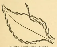 An illustration from Art-needlework for decorative embroidery; (1879)
