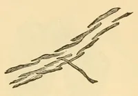 An illustration from Art-needlework for decorative embroidery; (1879)