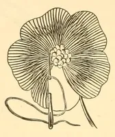 An illustration from Art-needlework for decorative embroidery; (1879)