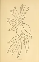 Picture 7 of 11 from Art-needlework for decorative embroidery; (1879), leaf 87