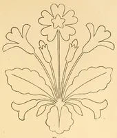 Picture 8 of 11 from Art-needlework for decorative embroidery; (1879), leaf 89