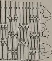 An illustration from Art-needlework for decorative embroidery : a guide to embroidery in crewels, silks, appliqué, etc. ... (1879)